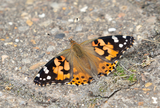 PAINTED LADY (Cynthia)